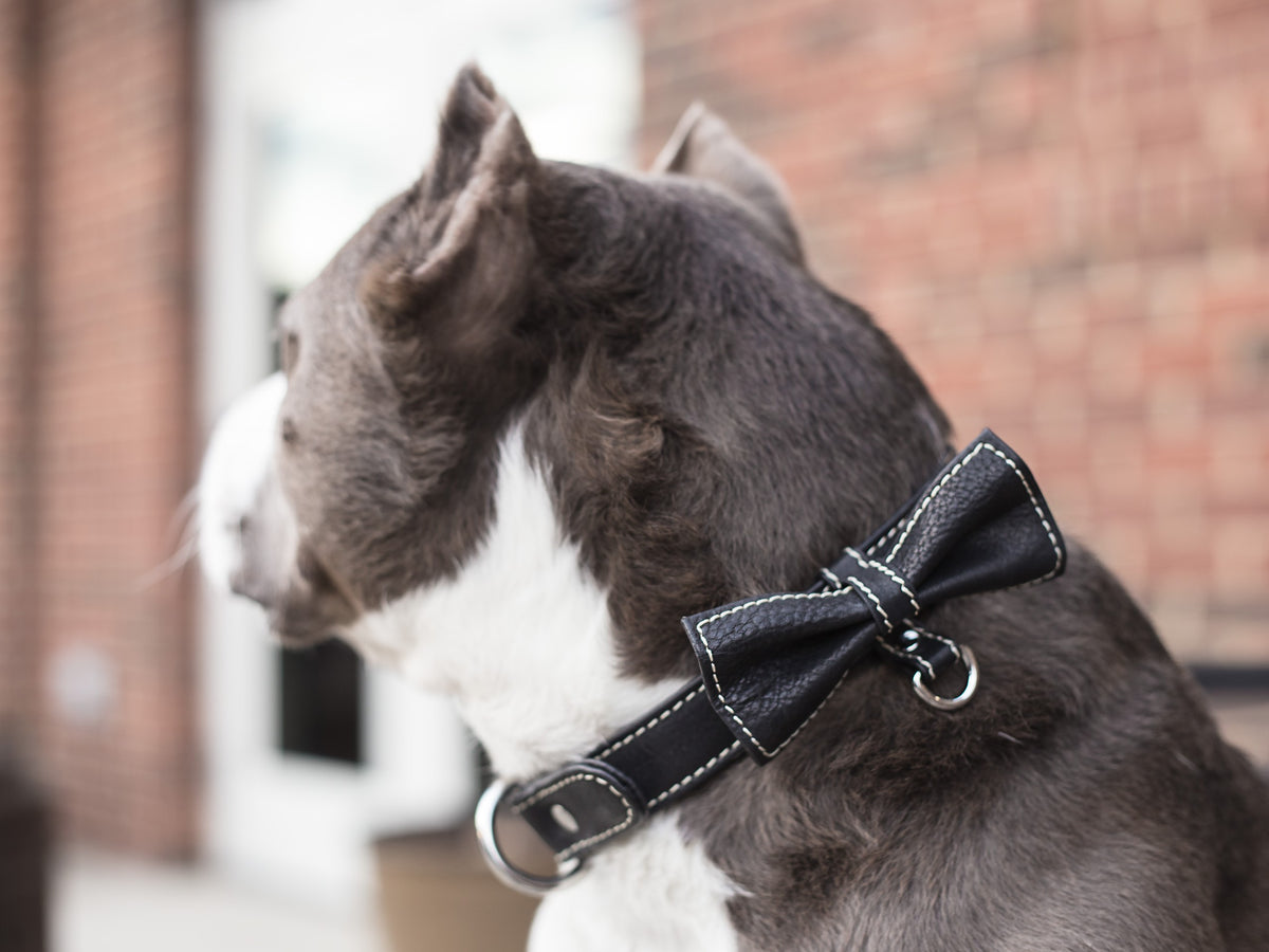 DOG COLLARS