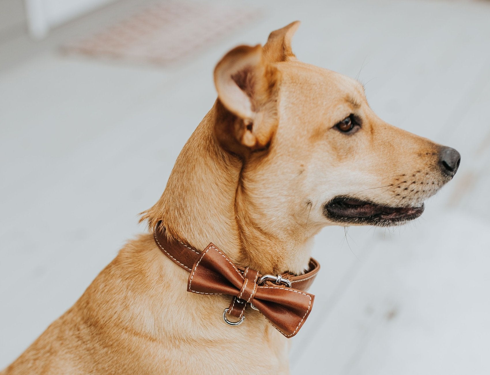 Bow Tie Collar - Coffee