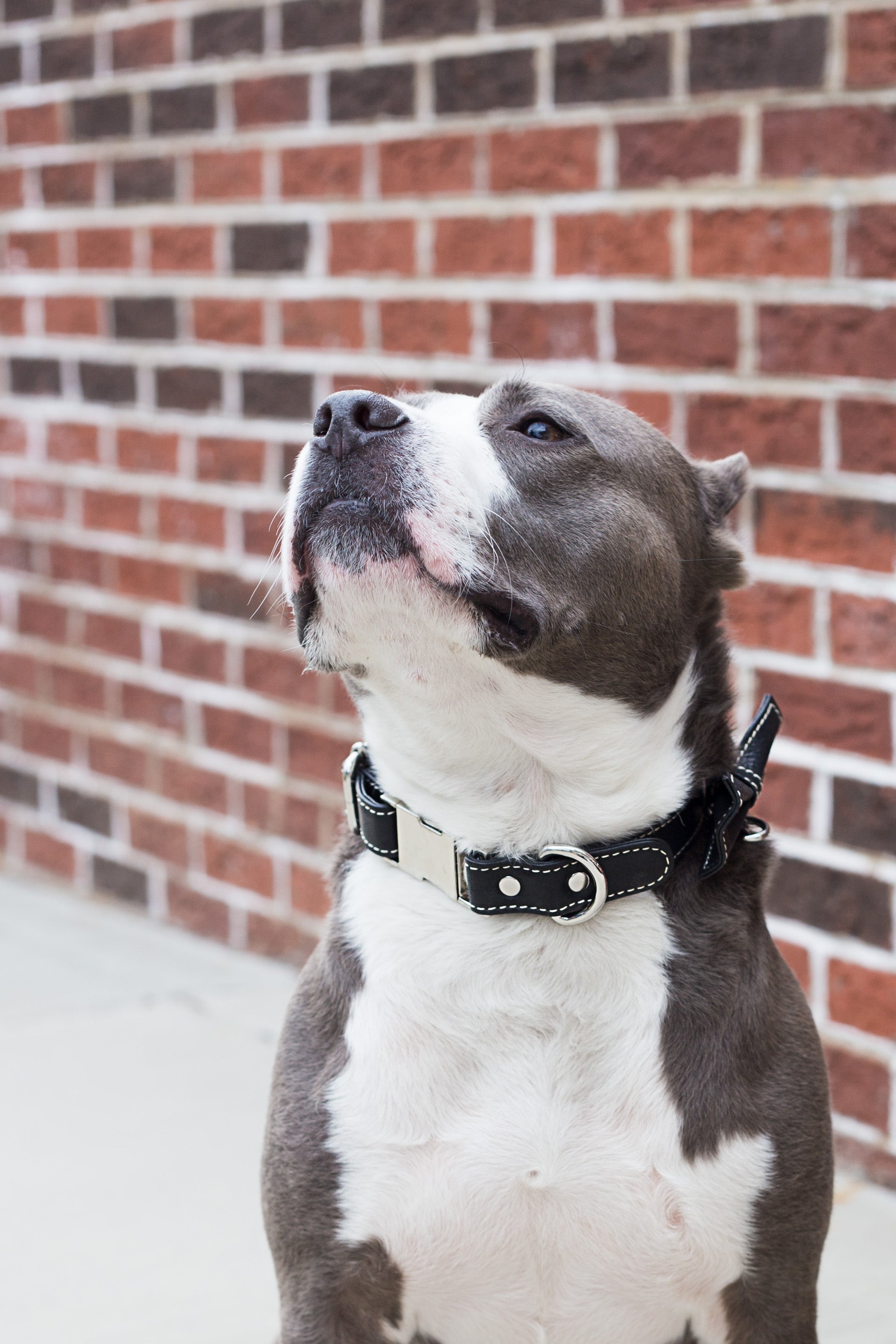 Bow Tie Collar Black