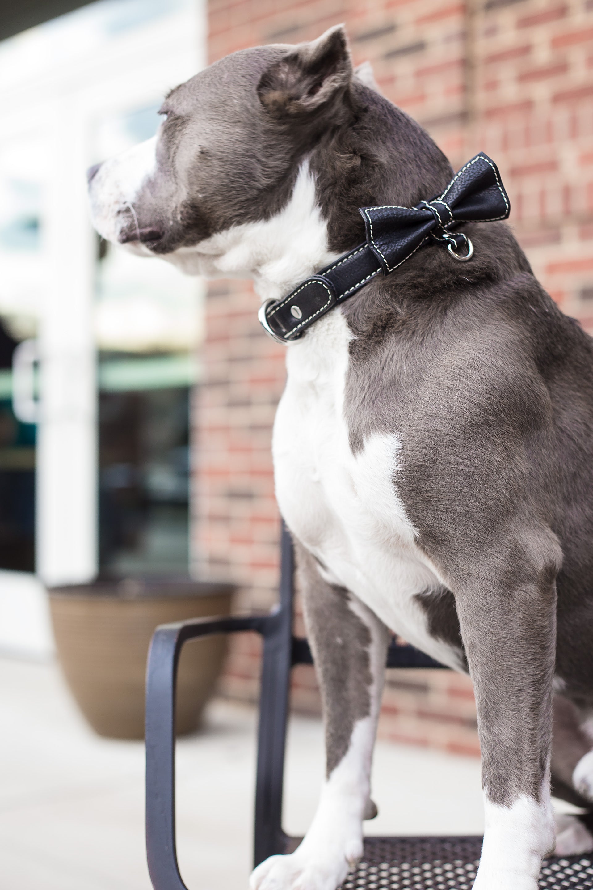 Bow Tie Collar Black ERA81