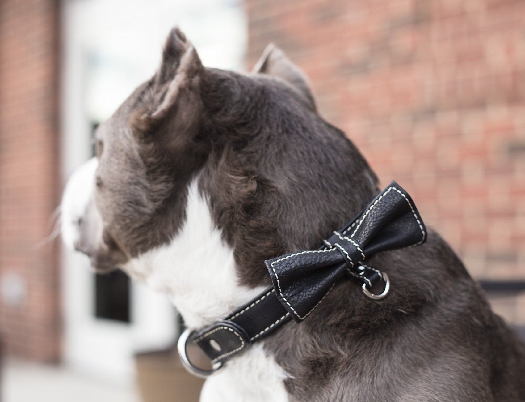 Bow Tie Collar - Black - ERA81